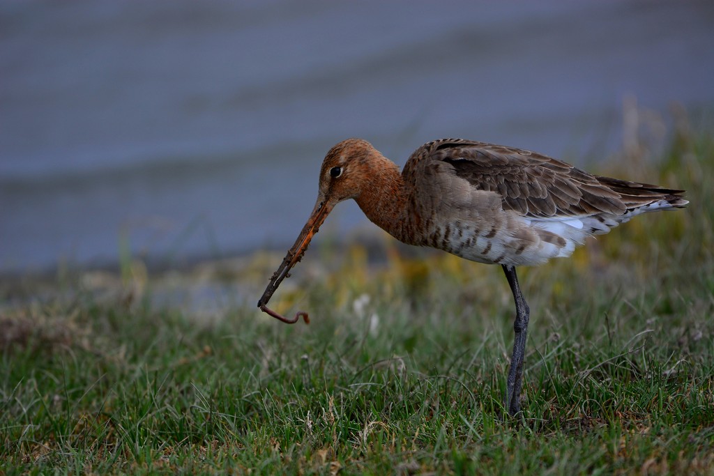 Black-tailed Godwit