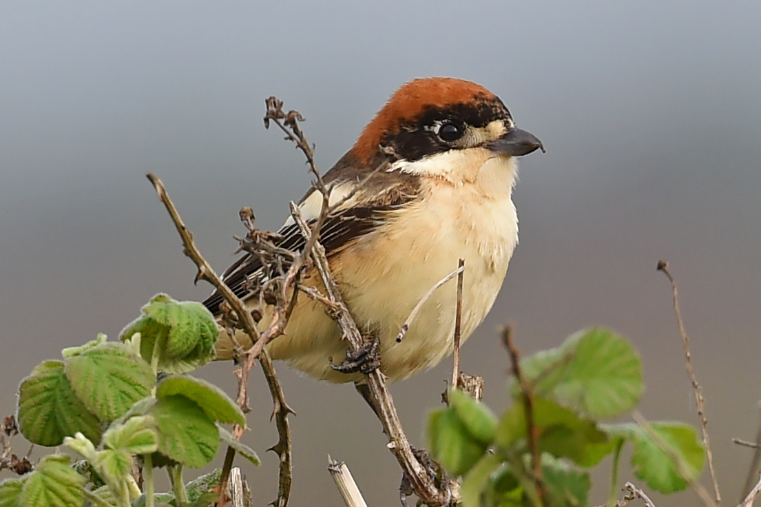 Woodchat Shrike