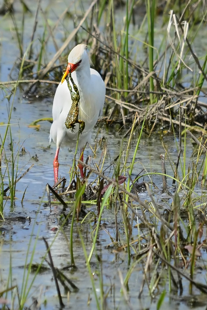 Western Cattle Egret