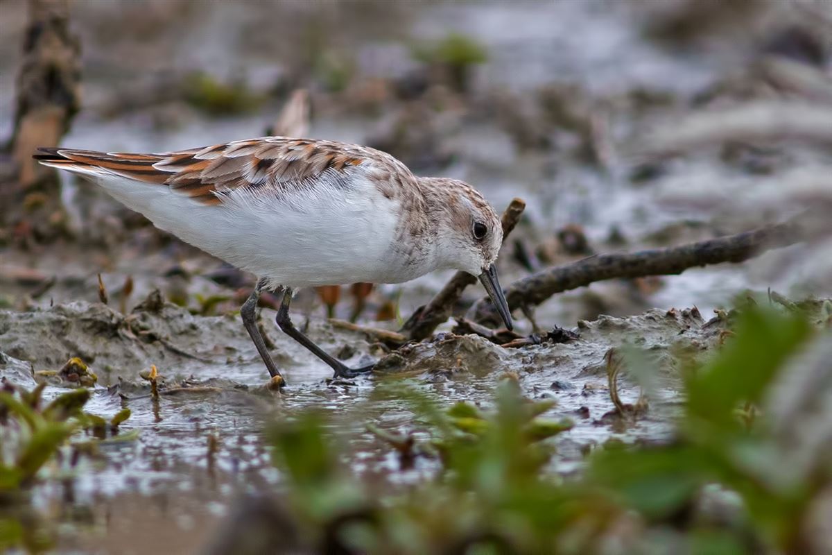 Little Stint