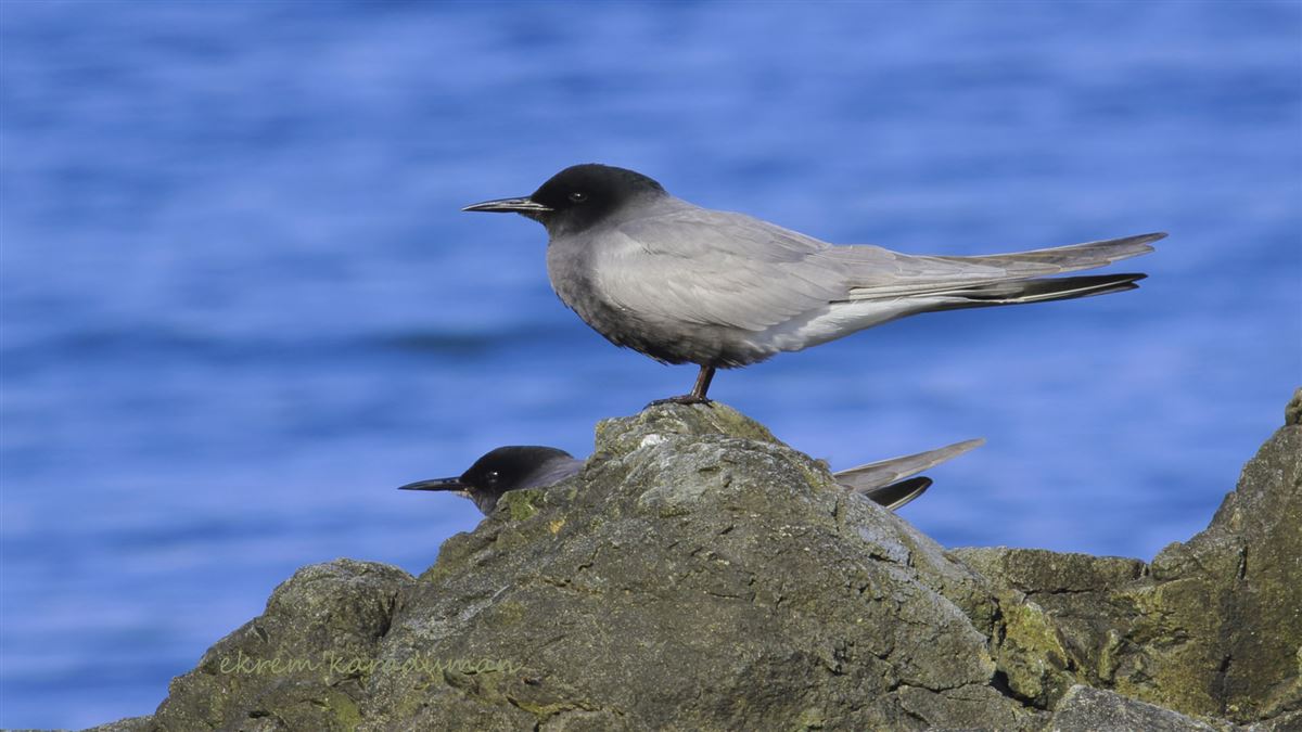 Black Tern