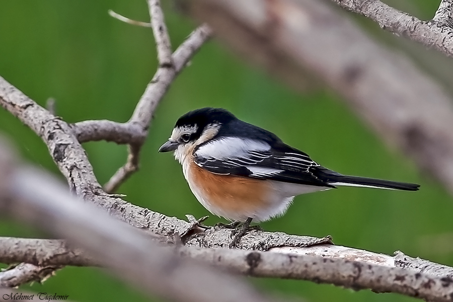 Masked Shrike