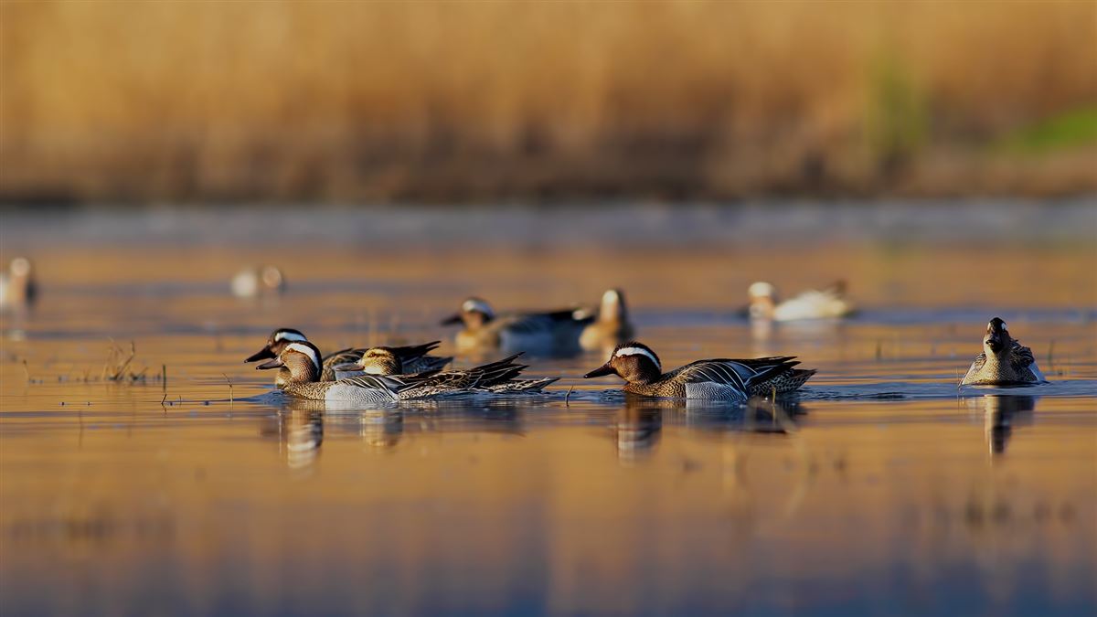 Garganey