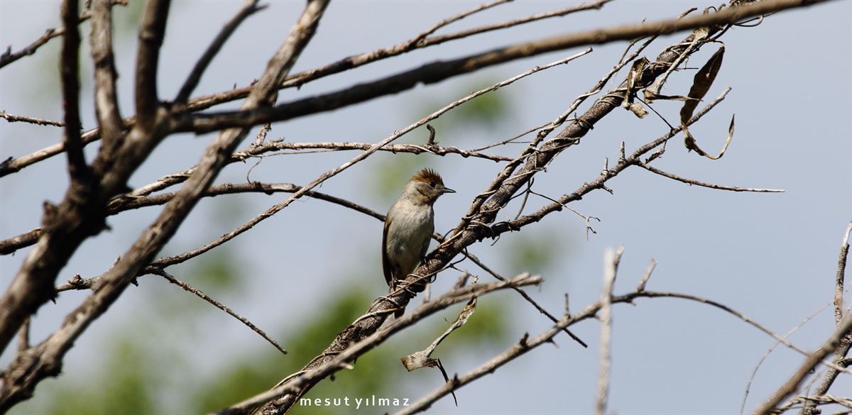 Eurasian Blackcap