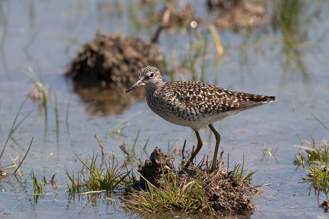 Wood Sandpiper