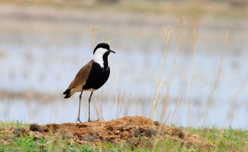 Spur-winged Lapwing