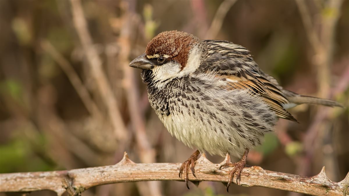 Spanish Sparrow