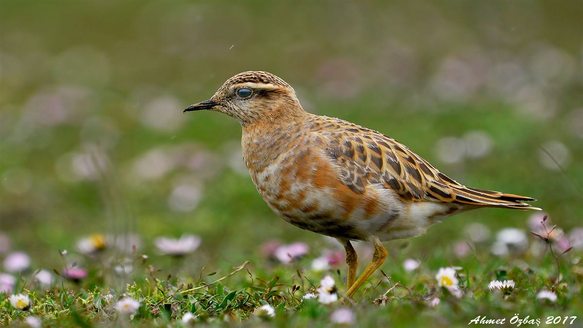 Eurasian Dotterel