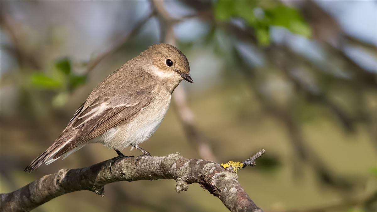 European Pied Flycatcher