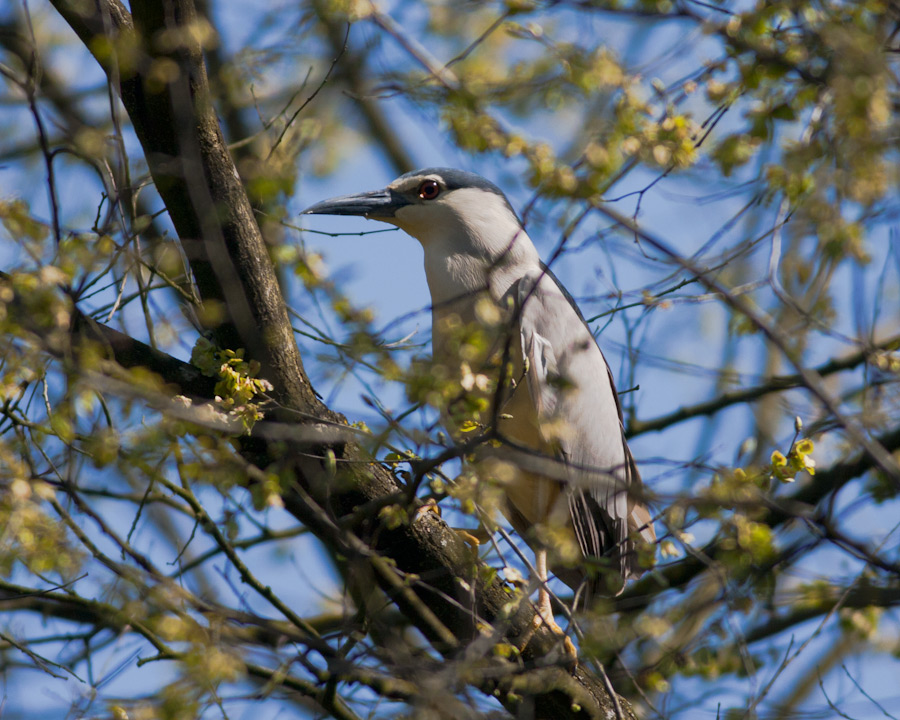 Black-crowned Night Heron