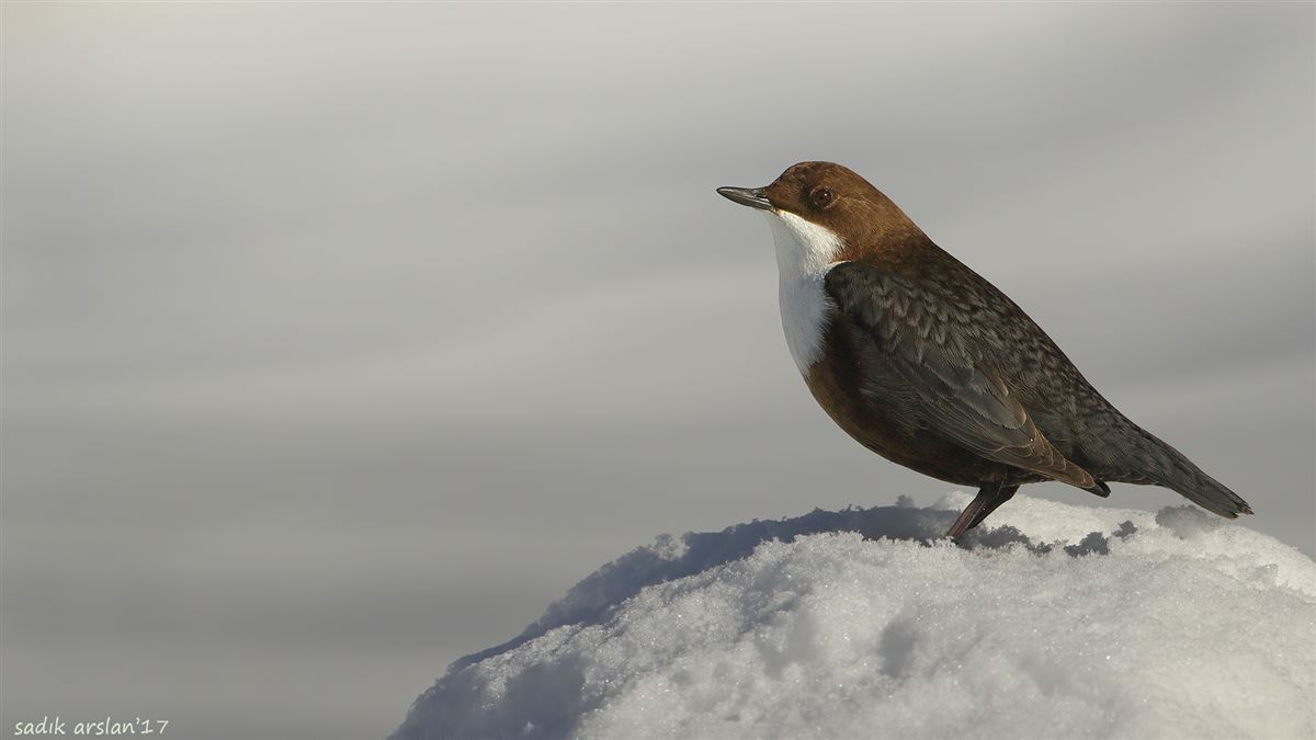 White-throated Dipper