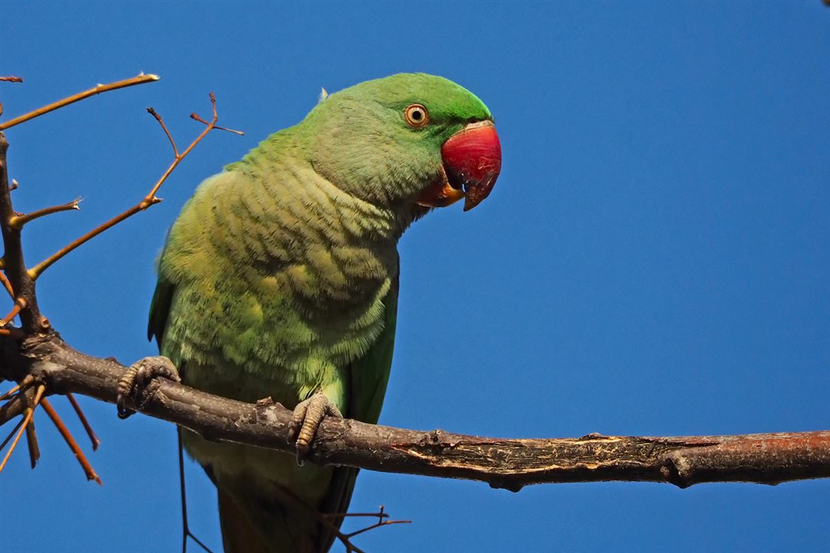 Alexandrine Parakeet