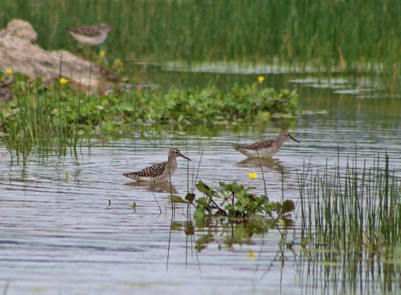 Wood Sandpiper