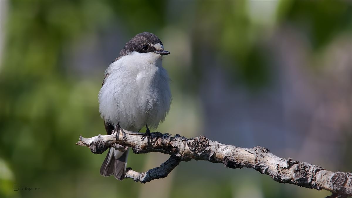 European Pied Flycatcher