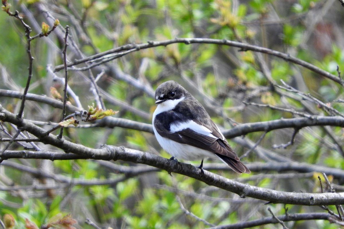 European Pied Flycatcher
