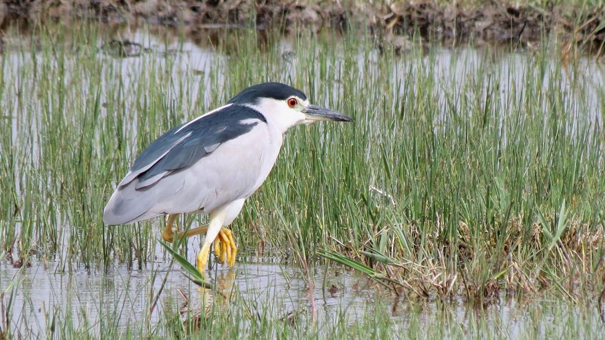 Black-crowned Night Heron