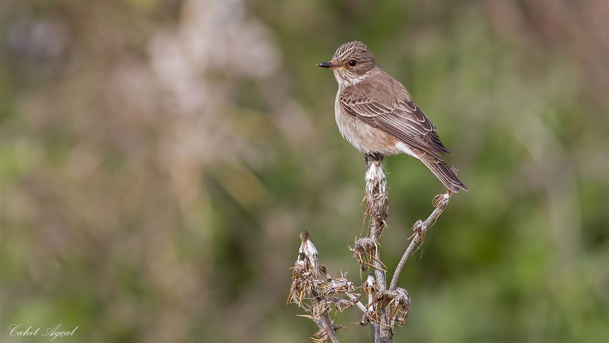 Spotted Flycatcher