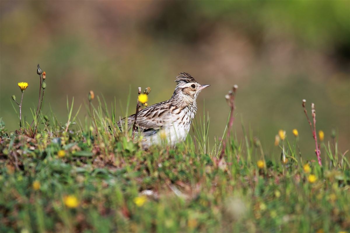 Woodlark