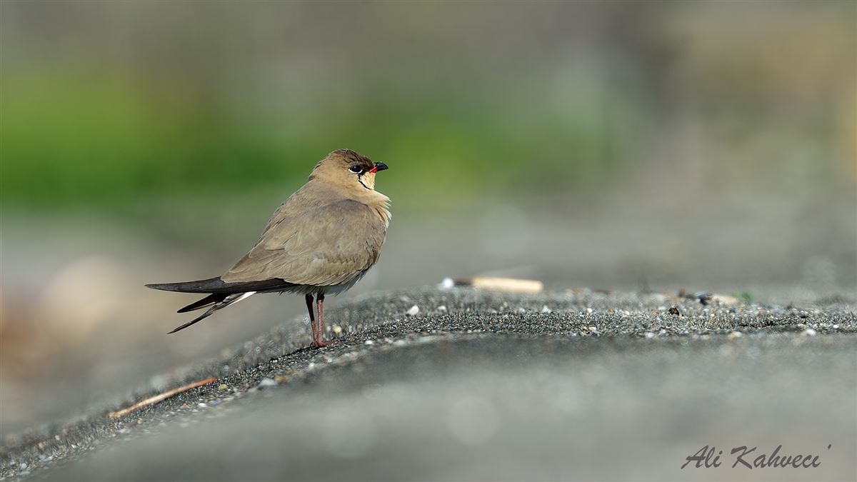Collared Pratincole