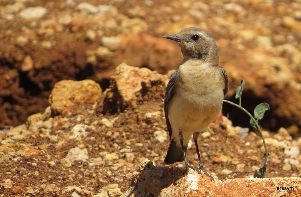 Black-eared Wheatear