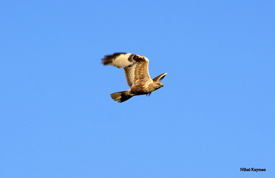 Long-legged Buzzard
