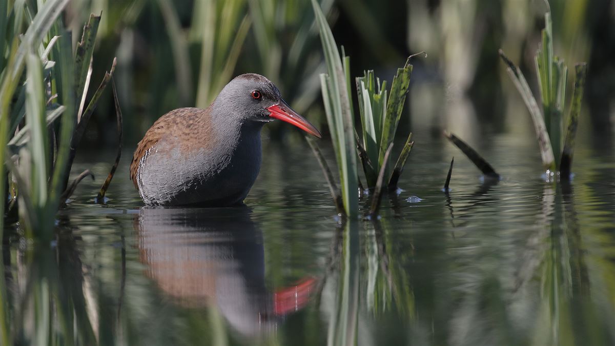 Water Rail