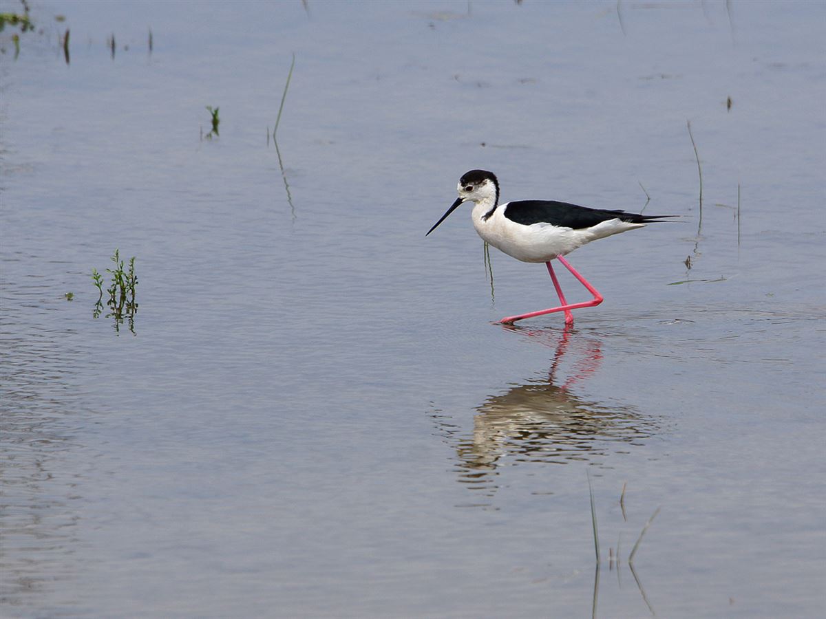 Black-winged Stilt