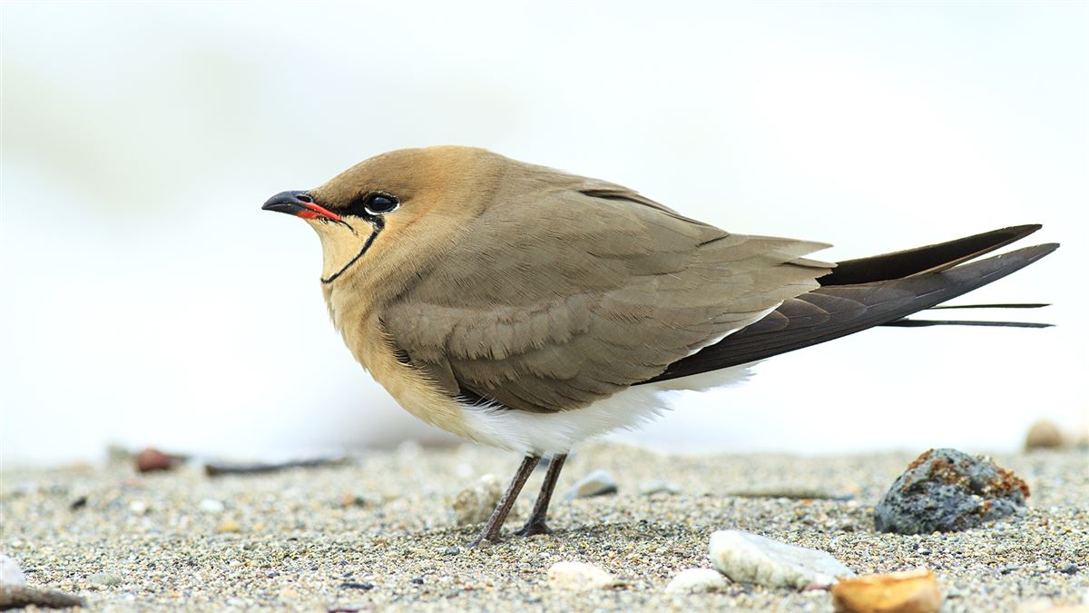 Collared Pratincole