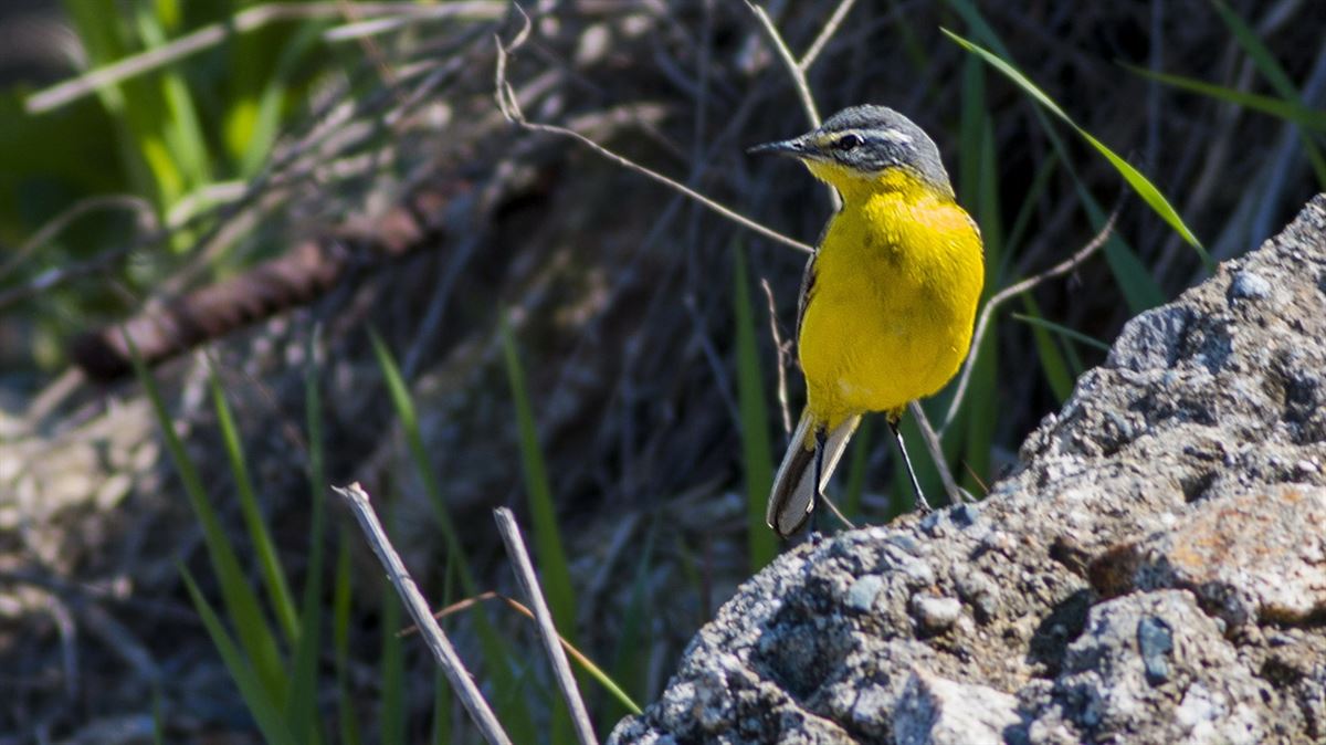 Western Yellow Wagtail