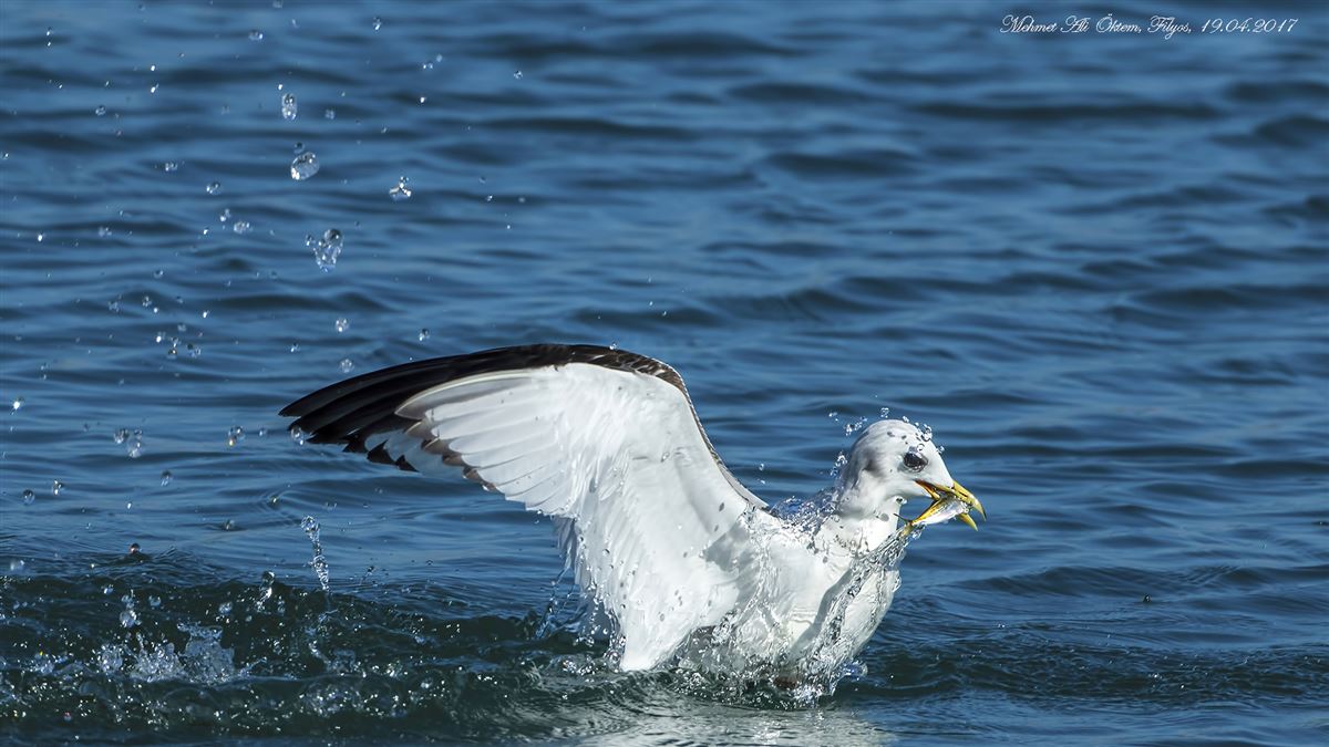 Black-legged Kittiwake