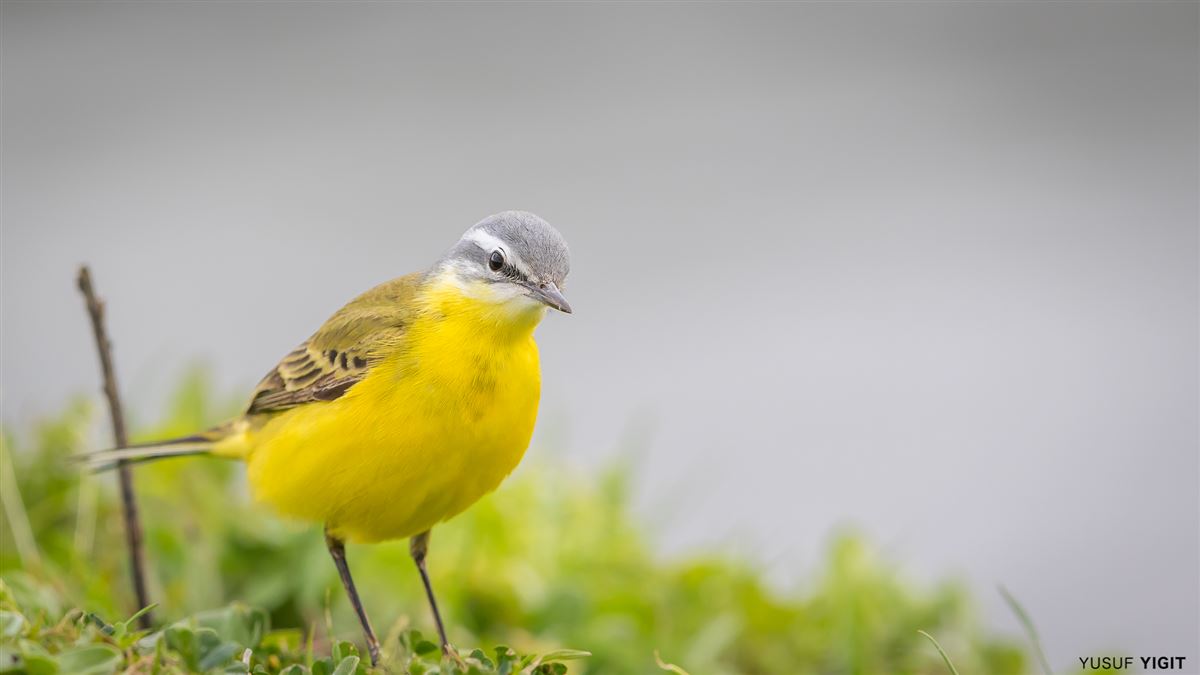 Western Yellow Wagtail