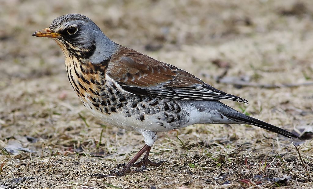 Fieldfare