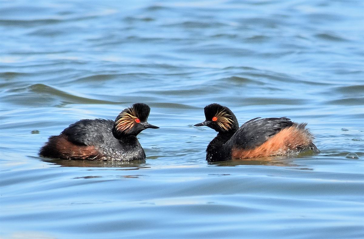 Black-necked Grebe