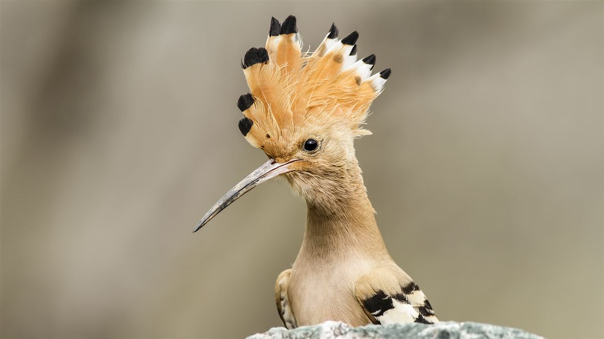 Common Hoopoe