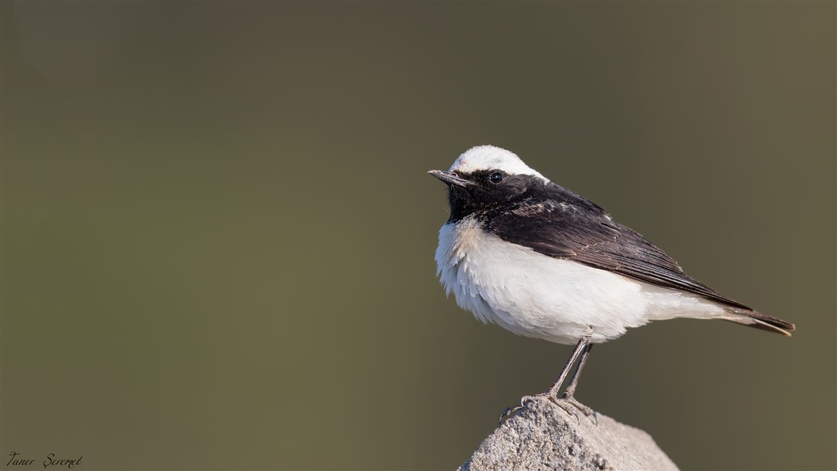 Pied Wheatear