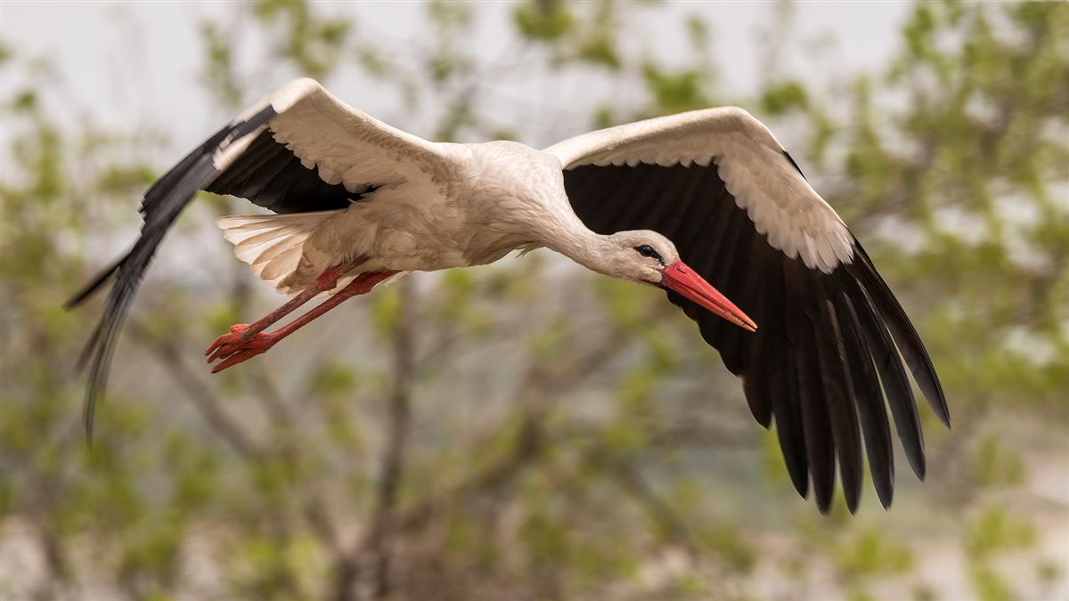 White Stork