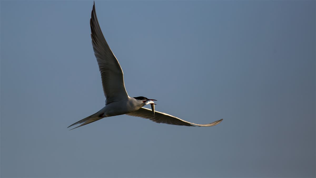 Common Tern