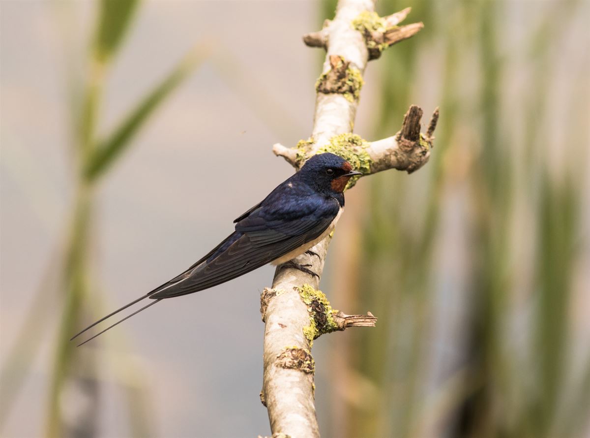 Barn Swallow