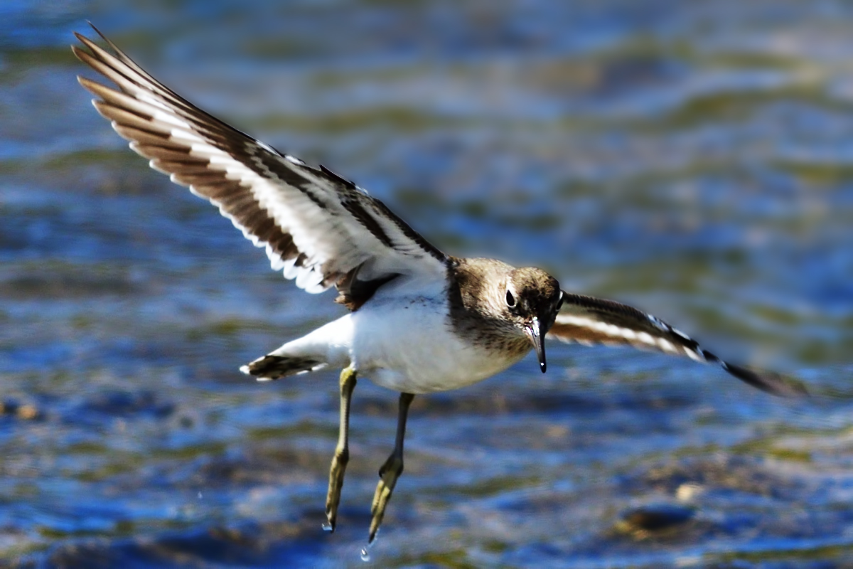 Common Sandpiper