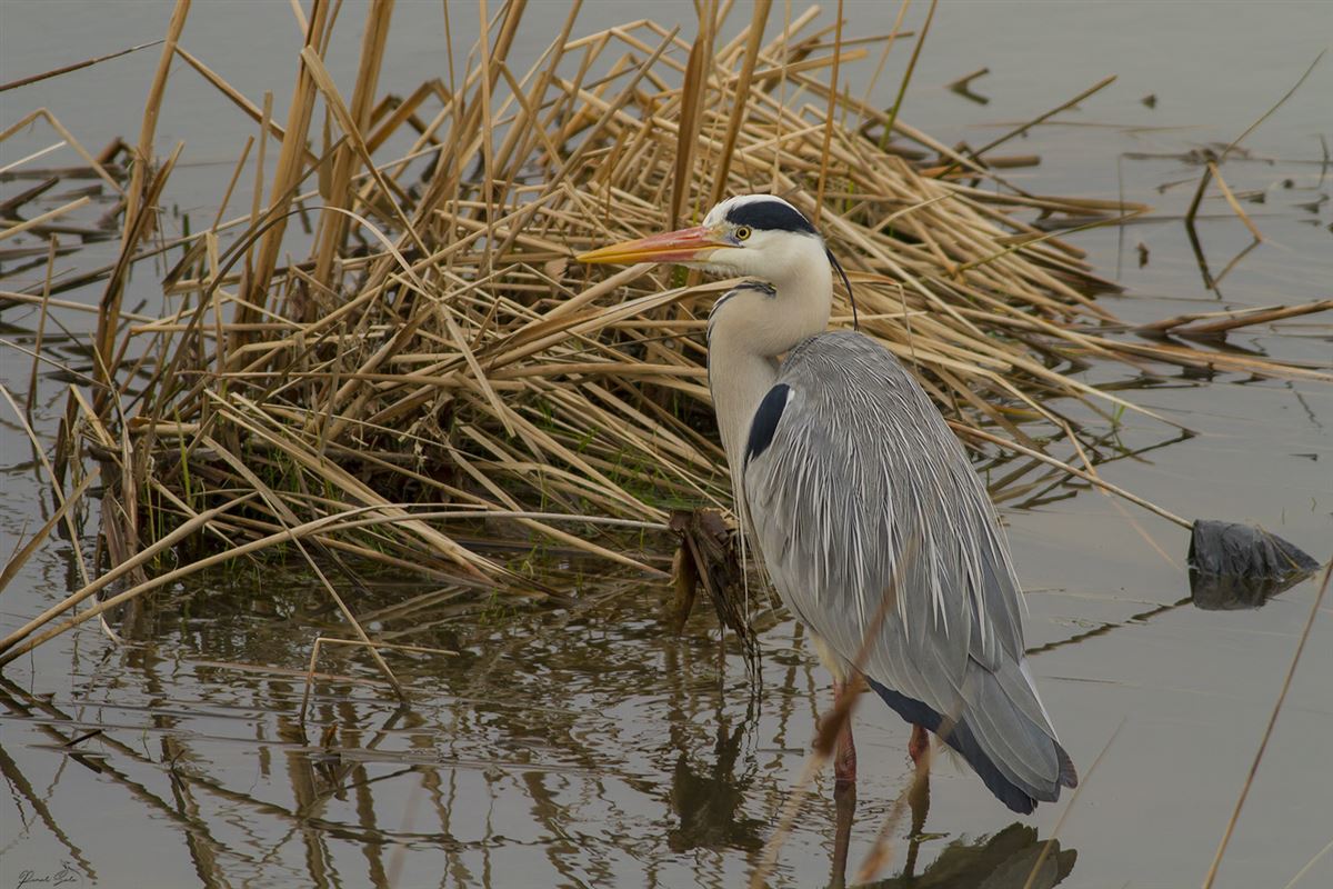 Grey Heron