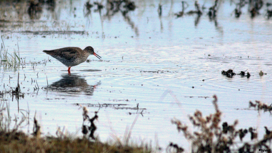 Common Redshank