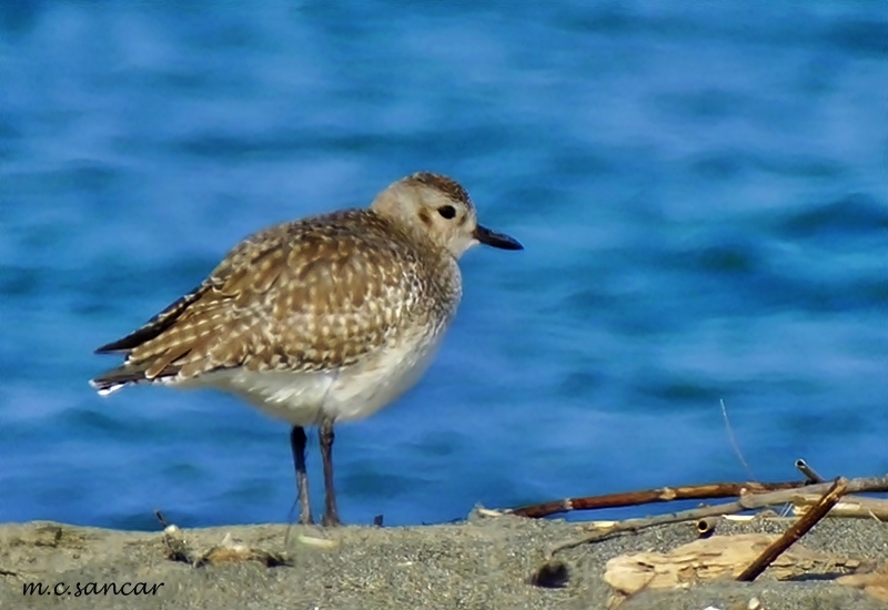 Grey Plover