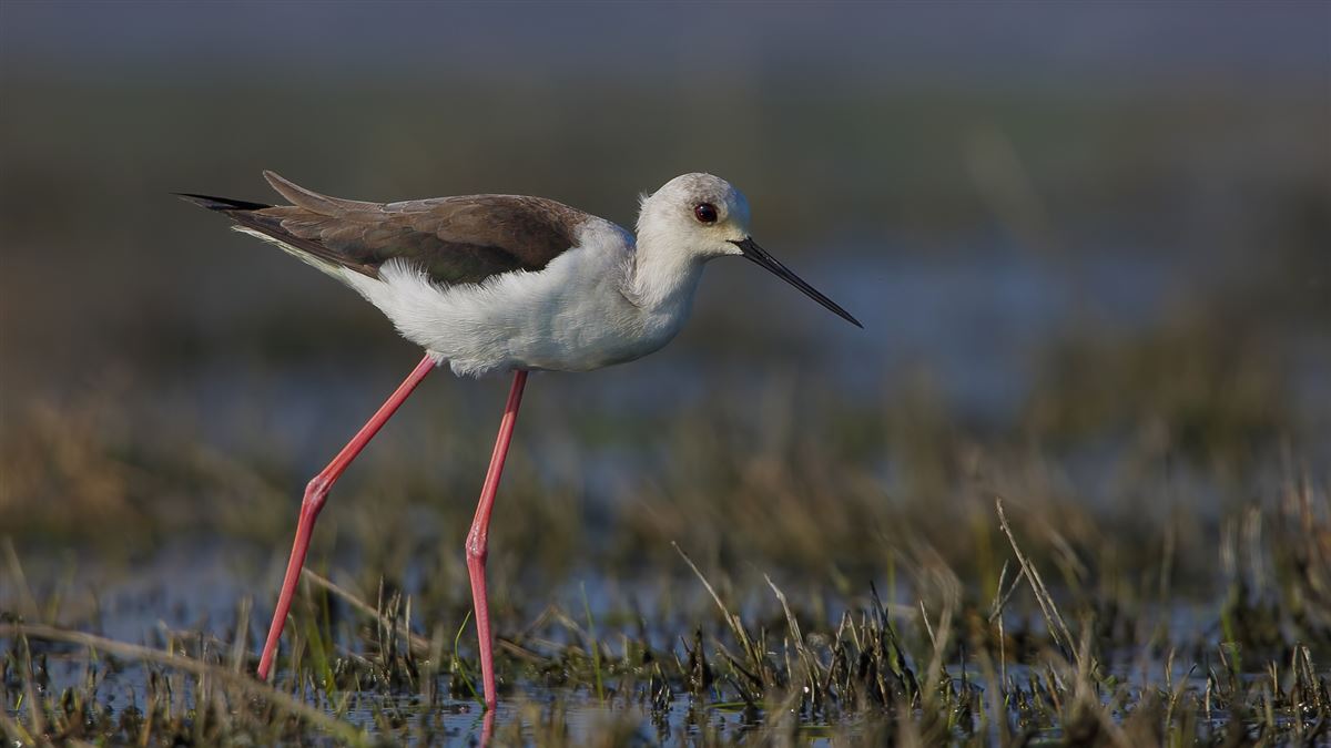Black-winged Stilt