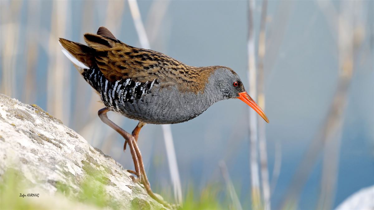 Water Rail