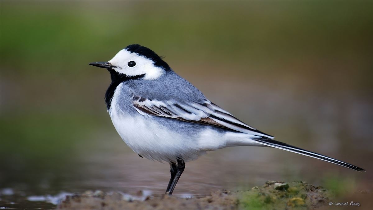 White Wagtail