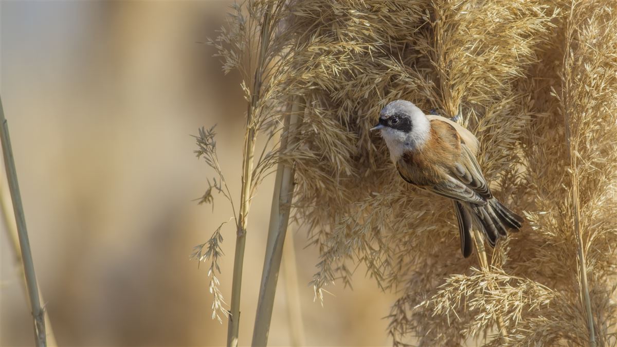 Eurasian Penduline Tit