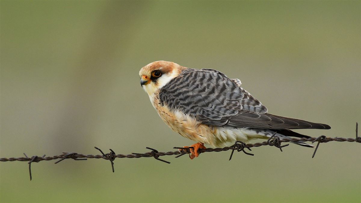 Red-footed Falcon