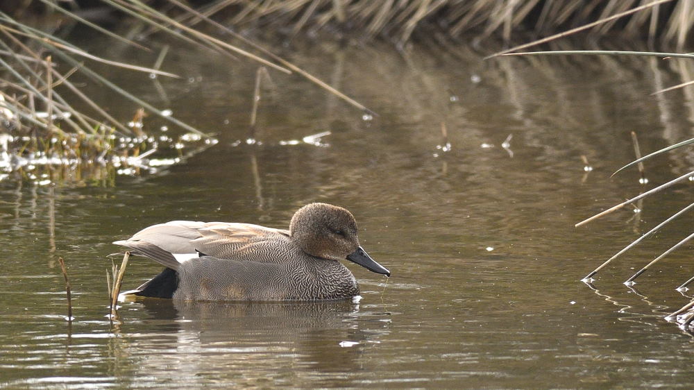 Gadwall