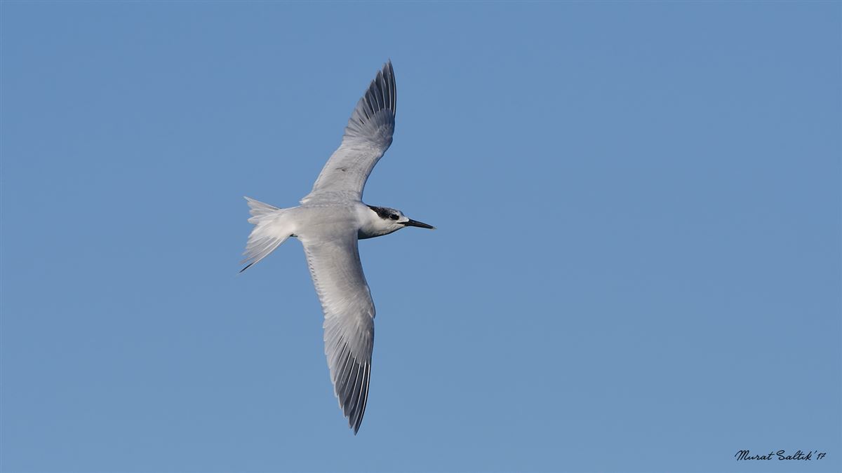 Sandwich Tern