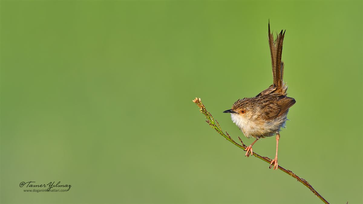 Delicate Prinia